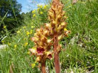 6 Orobanche gracilis - succiamele rossastro Orobancaceae